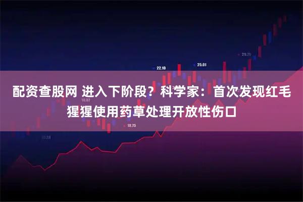 配资查股网 进入下阶段？科学家：首次发现红毛猩猩使用药草处理开放性伤口