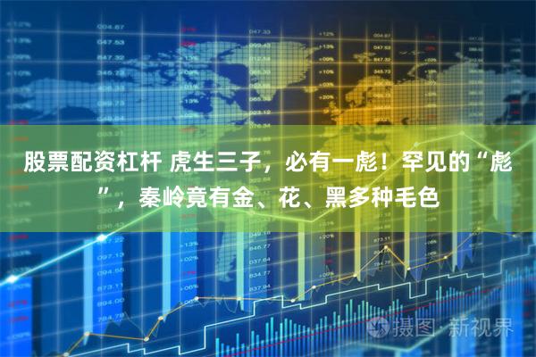 股票配资杠杆 虎生三子，必有一彪！罕见的“彪”，秦岭竟有金、花、黑多种毛色